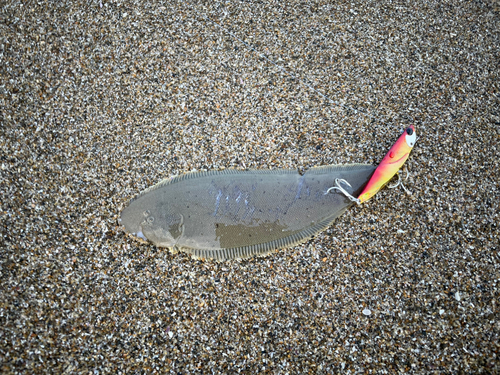 ウシノシタの釣果