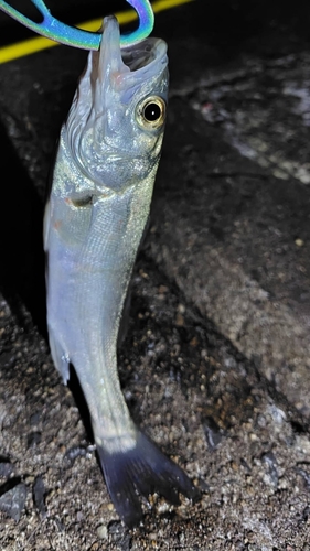 スズキの釣果