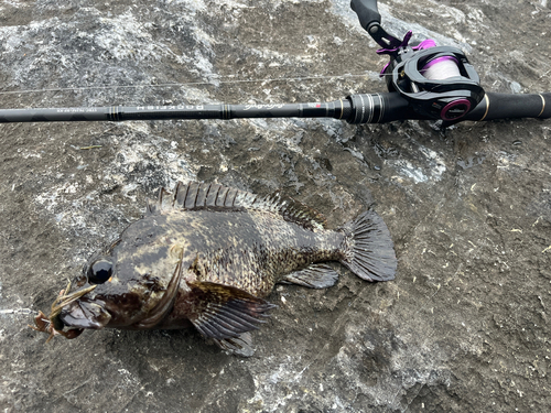 ムラソイの釣果