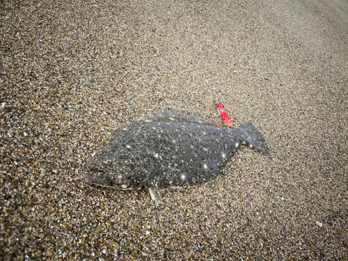 ソゲの釣果