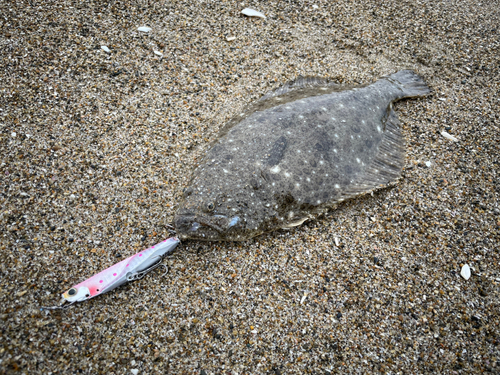 ソゲの釣果