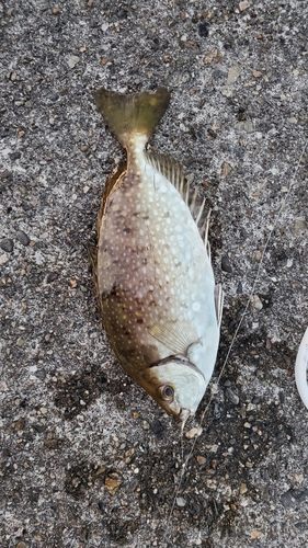 アイゴの釣果