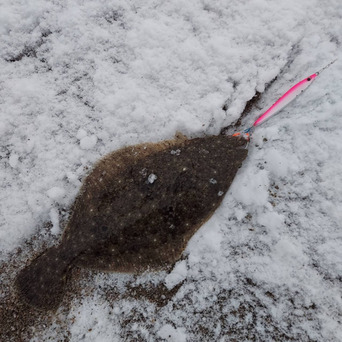 ヒラメの釣果