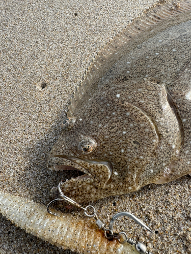 ヒラメの釣果