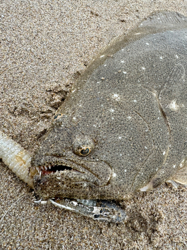 ヒラメの釣果