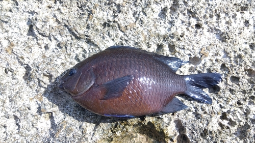 アイスズメダイの釣果