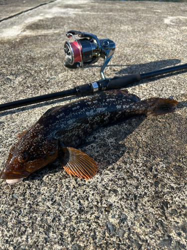 アイナメの釣果