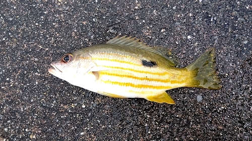 サンノジの釣果