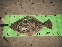 ヒラメの釣果
