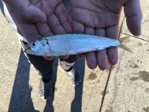 カタボシイワシの釣果