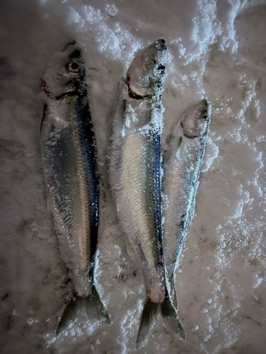 ニシンの釣果