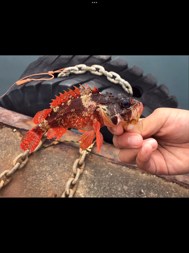 イズカサゴの釣果