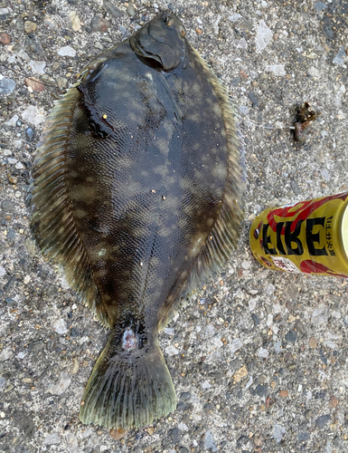 カレイの釣果