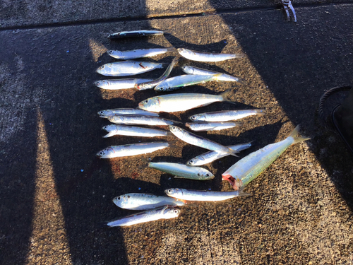 カタクチイワシの釣果