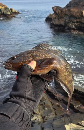 アイナメの釣果