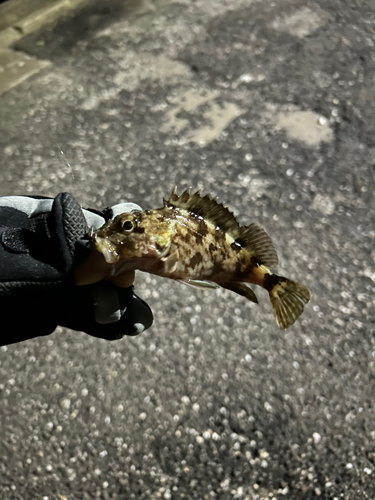 カサゴの釣果