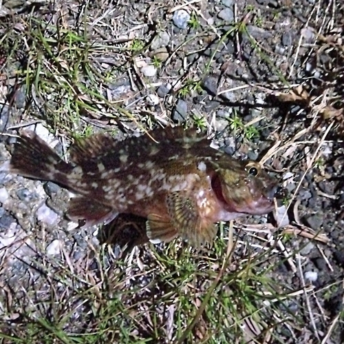 アラカブの釣果