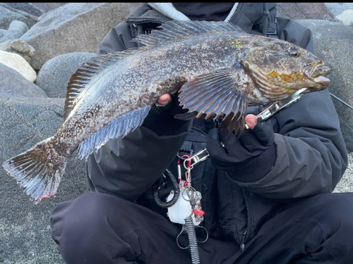 アイナメの釣果