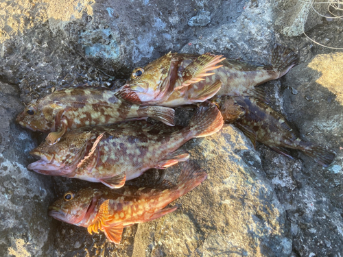 カサゴの釣果