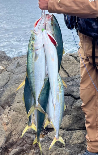 ヤズの釣果