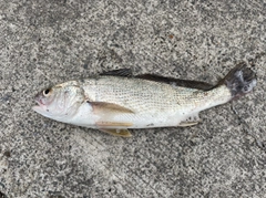 イシモチの釣果