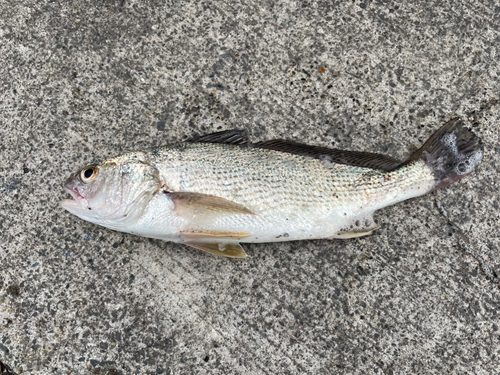 イシモチの釣果