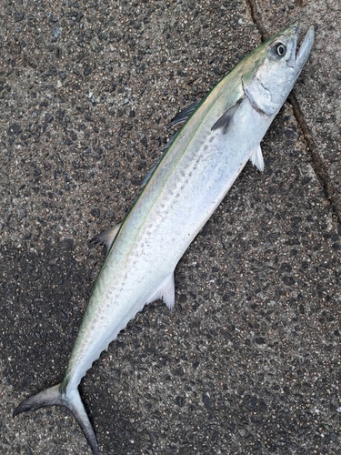 サゴシの釣果