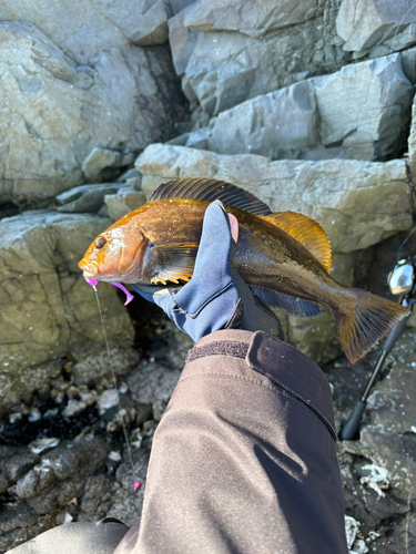 アイナメの釣果