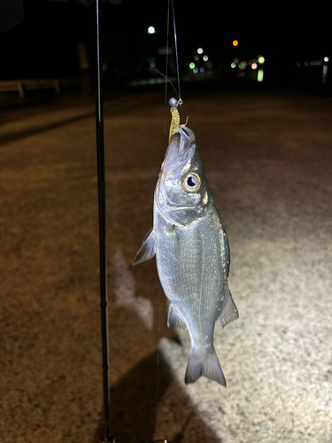 セイゴ（ヒラスズキ）の釣果