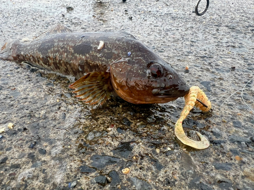 アイナメの釣果