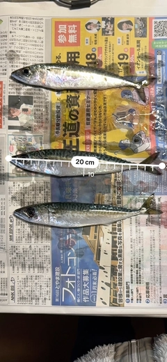 サバの釣果