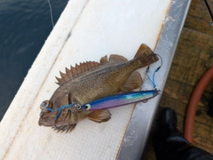 エゾメバルの釣果