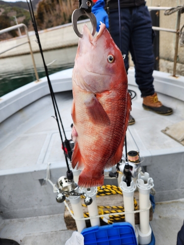 コブダイの釣果