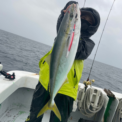 メジロの釣果