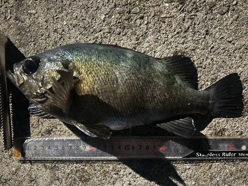 クロメバルの釣果