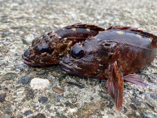 カサゴの釣果