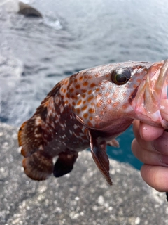 キジハタの釣果