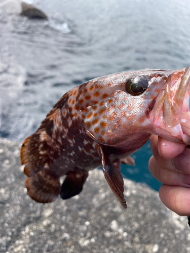 キジハタの釣果