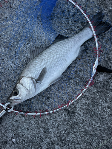 ヒラスズキの釣果