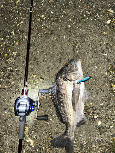 クロダイの釣果