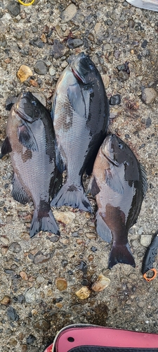 クチブトグレの釣果