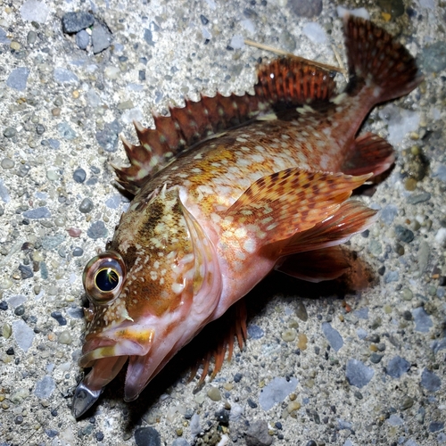 カサゴの釣果