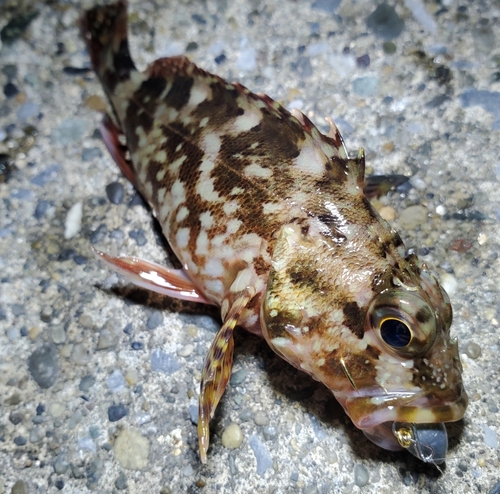 カサゴの釣果