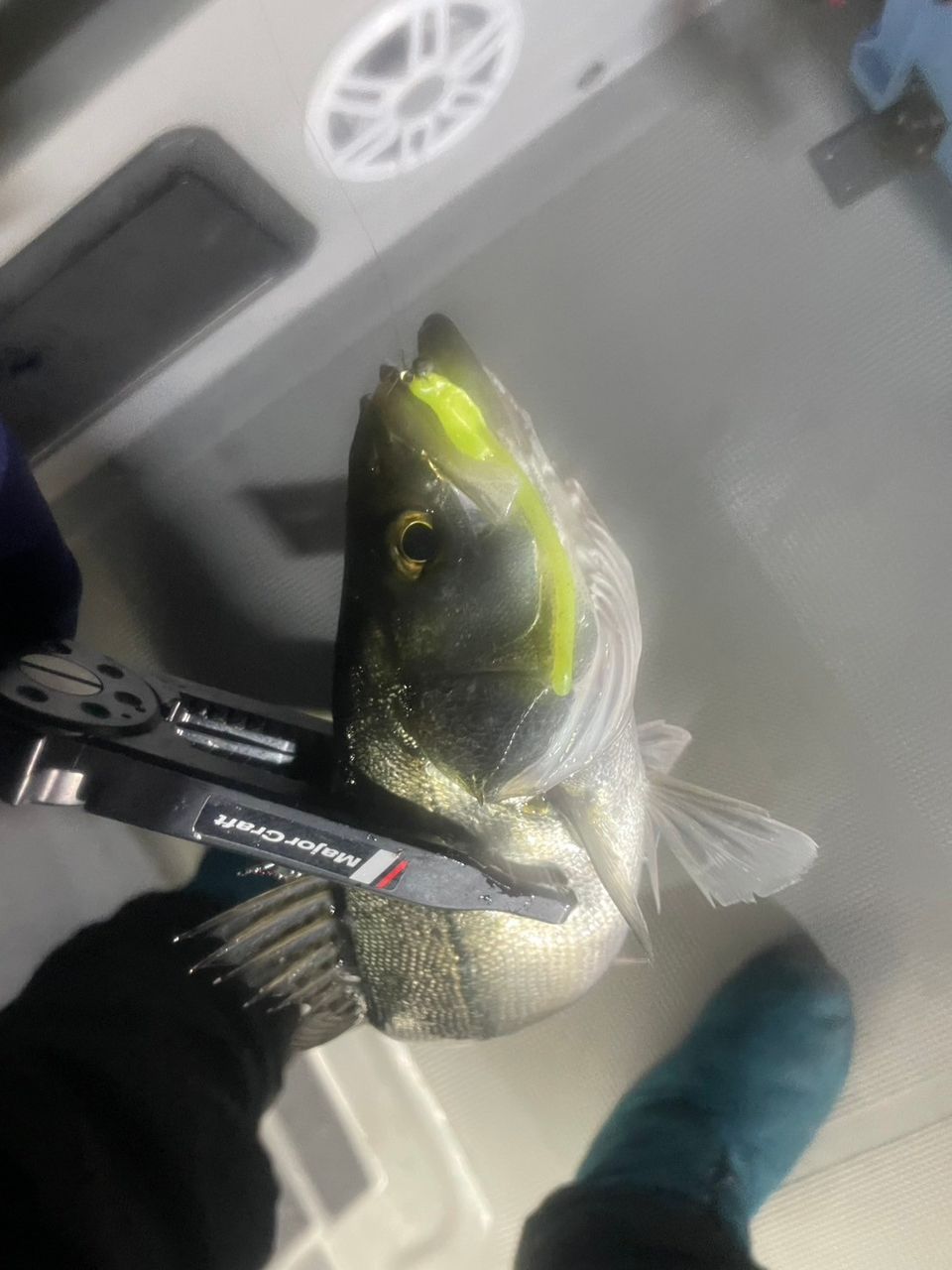 食べ放題さんの釣果 2枚目の画像