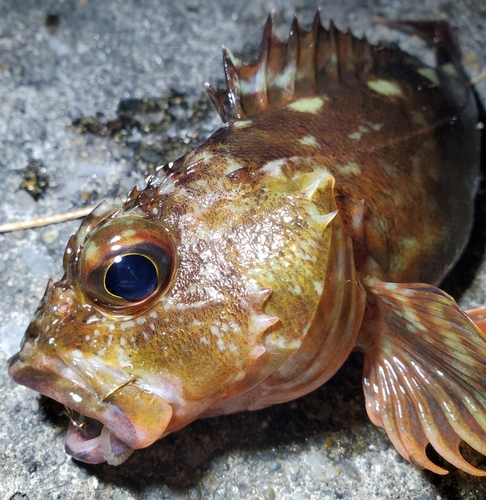 カサゴの釣果