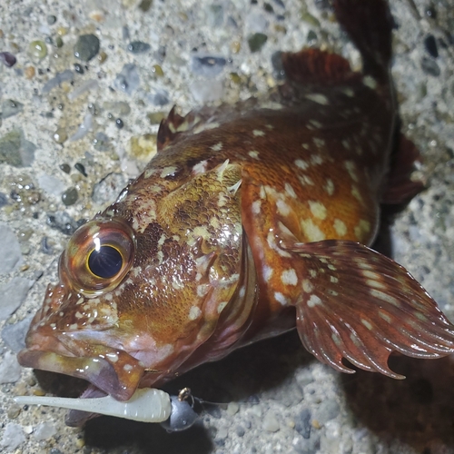 カサゴの釣果