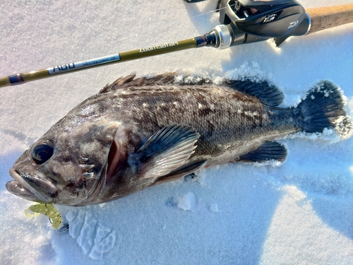 クロソイの釣果