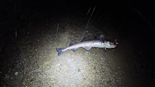 スケトウダラの釣果