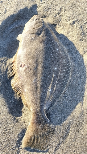 ソゲの釣果