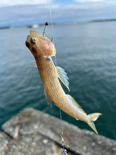 エソの釣果